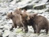 grizzly_20120715_5557