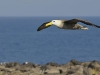 albatros_20080518_1821