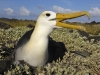 albatros_20080518_213