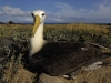 albatros_20080518_2151