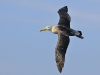 albatros_20080518_589
