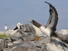 fou_masque_20080518_154