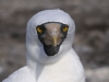 fou_masque_20080518_174