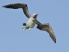 fou_p_bleu_20080518_1771