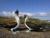 fou_p_bleu_20080518_345