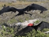 fregate_20080516_326