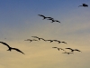 fregate_20080516_618