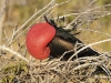 fregate_20080517_125_0
