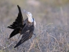 fregate_20080517_130