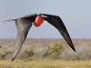 fregate_20080517_331