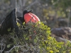 fregate_20080517_343