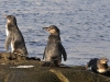 manchot_20080515_438