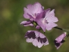 fleur_20110607_88