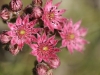 fleur_20110607_95