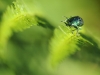 insecte_20110607_198