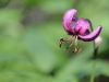lys-martagon_20110607_47
